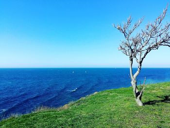 Scenic view of sea against clear blue sky