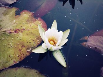 water lily