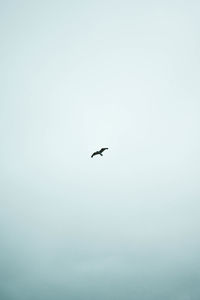 Low angle view of bird flying in sky