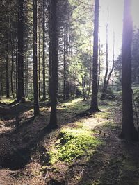 Trees in forest