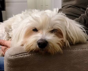 Portrait of dog relaxing at home