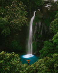 Scenic view of waterfall in forest