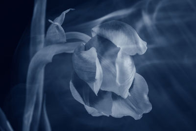 Close-up of smoke against black background
