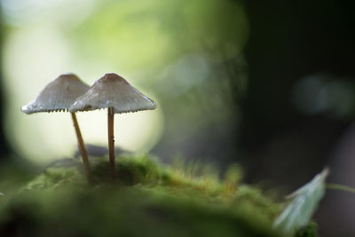 Close-up of mushroom growing on land