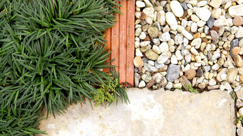 Mini mondo grass decorated on garden stone path