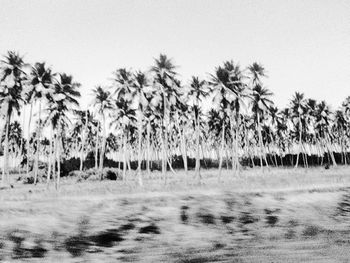 Palm trees against clear sky