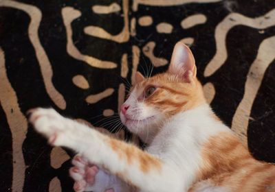 High angle view of cat looking away