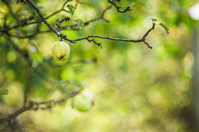 Close-up of fruit growing on tree