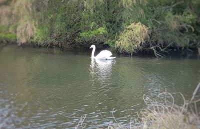 Swan swimming in lake