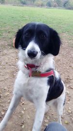 Portrait of dog on field
