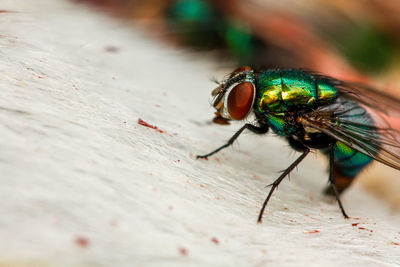 Close-up of insect