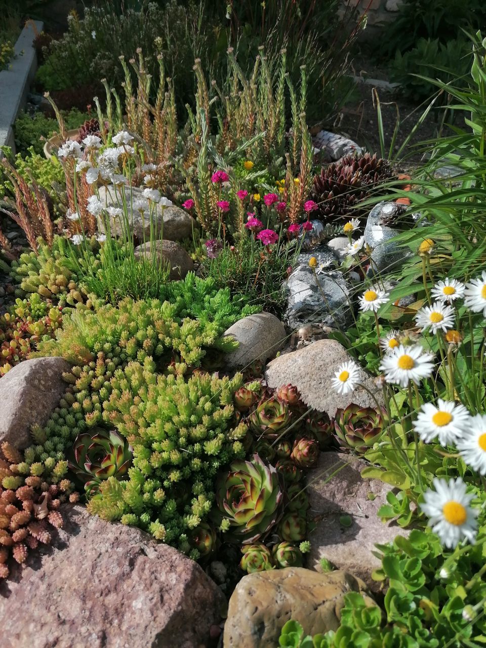 HIGH ANGLE VIEW OF FLOWERING PLANTS IN BACKYARD