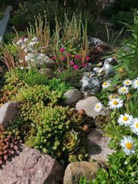 High angle view of flowering plants in garden