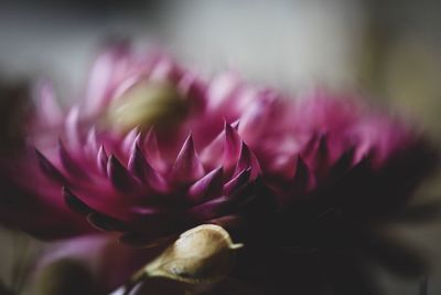 Close-up of pink flower