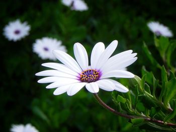 Close-up of white daisy flower