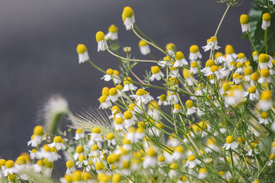 Close-up of yellow flowering plant on field