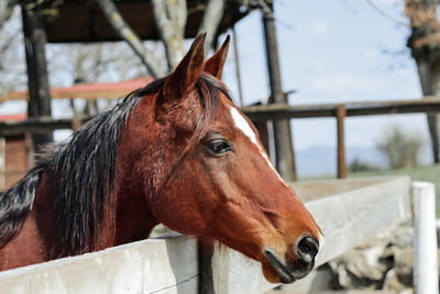 Horse standing outdoors