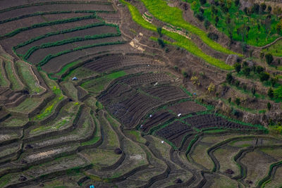 High angle view of agricultural field