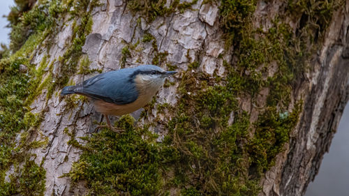 Close-up of bird perching on tree trunk