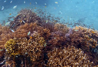 View of fish underwater