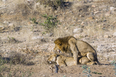 Lions mating on land