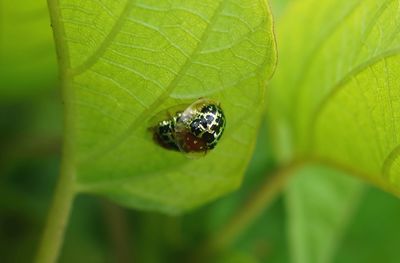 Close-up of tortoise beetle mating on green leaf