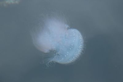 Close-up of jellyfish swimming underwater