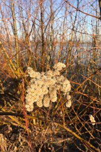 Close-up of dry plant on field