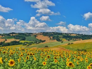 Scenic view of agricultural field against cloudy sky