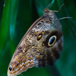 Close-up of butterfly