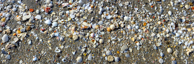 Seashells by the seashore