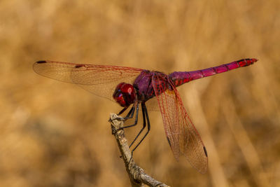 Close-up of dragonfly