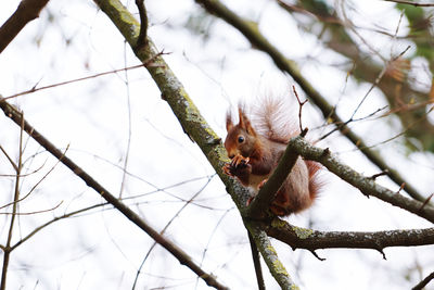 Low angle view of squirrel on tree