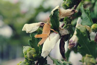 Close-up of rose plant