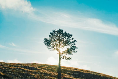Low angle view of tree against sky