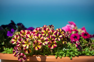 Close-up of pink flowering plant