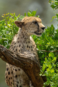 Close-up of female cheetah sitting behind branch