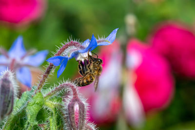 Close up of a borage flower