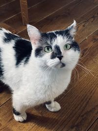 High angle view portrait of cat at home