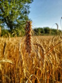 Close-up of wheat growing on field