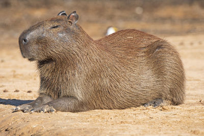 Fenale capybara on a river bank in pantanal national park in brazil