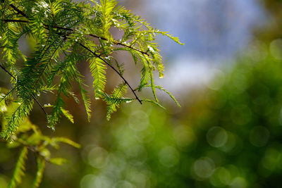 Low angle view of fresh green leaves on tree