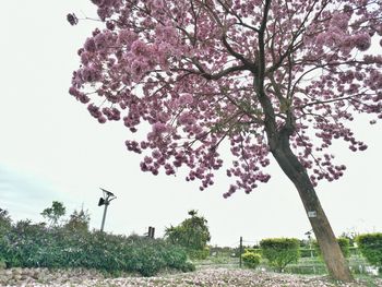 Cherry blossom tree on field against sky