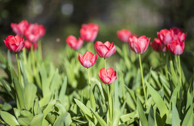 Close-up of red tulips