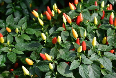 Close-up of chili peppers growing outdoors