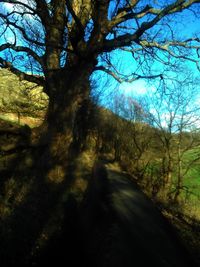 Shadow of trees on landscape against sky