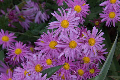 Close-up of pink flowering plants