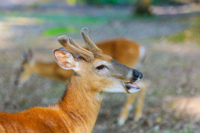 Close-up of deer on field