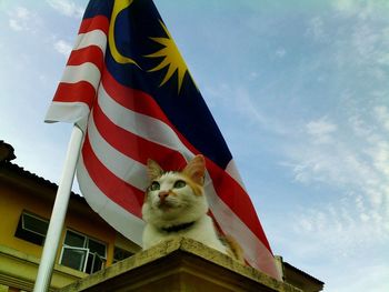 Low angle view of cat against sky