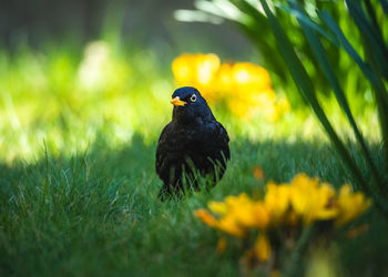 Close-up of a bird looking away